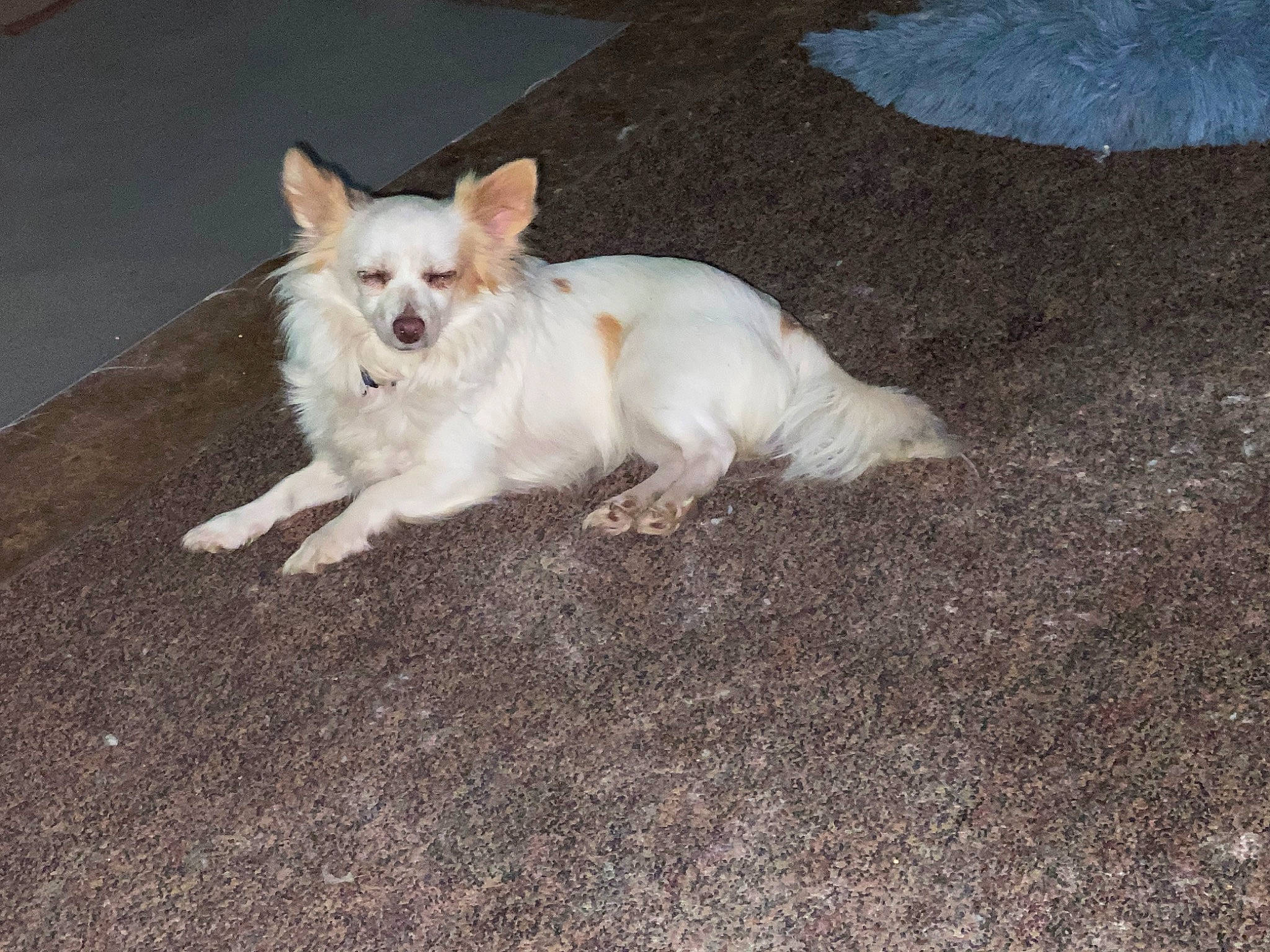 Pearl joined the competition — help win amazing prizes! asphalt, canidae, carnivore, companion_dog, dog, dog_breed, dog_supply, fawn, felidae, fur, non_sporting_group, paw, road_surface, snout, soil, sporting_group, tail, terrestrial_animal, toy_dog, whiskers