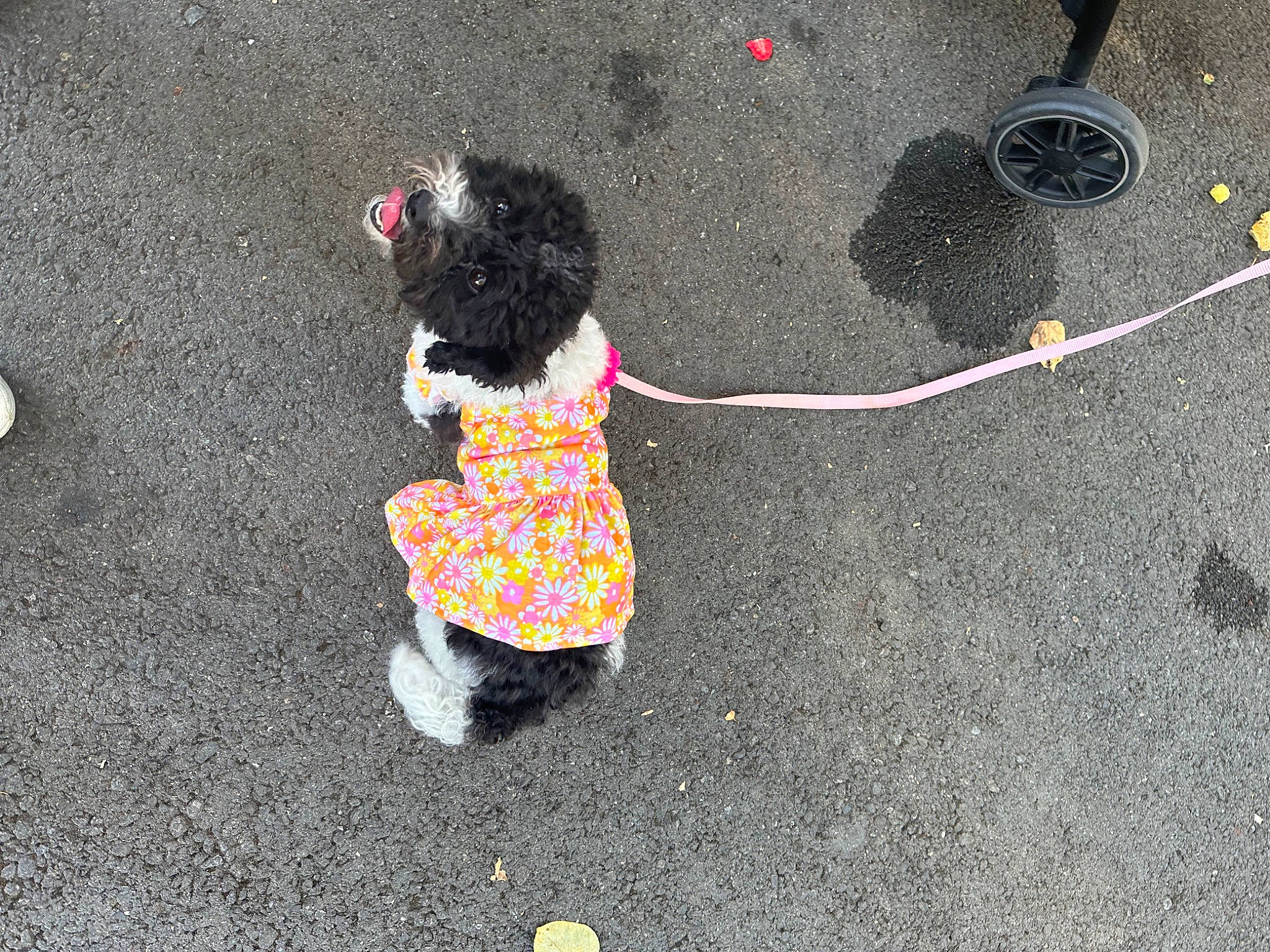 Lulu is registered to the contest to win money with this photo: art, asphalt, canidae, companion_dog, concrete, dog, dog_breed, dog_supply, grass, human_leg, leash, pattern, road, road_surface, shadow, sidewalk, soil, sporting_group, tail, tar