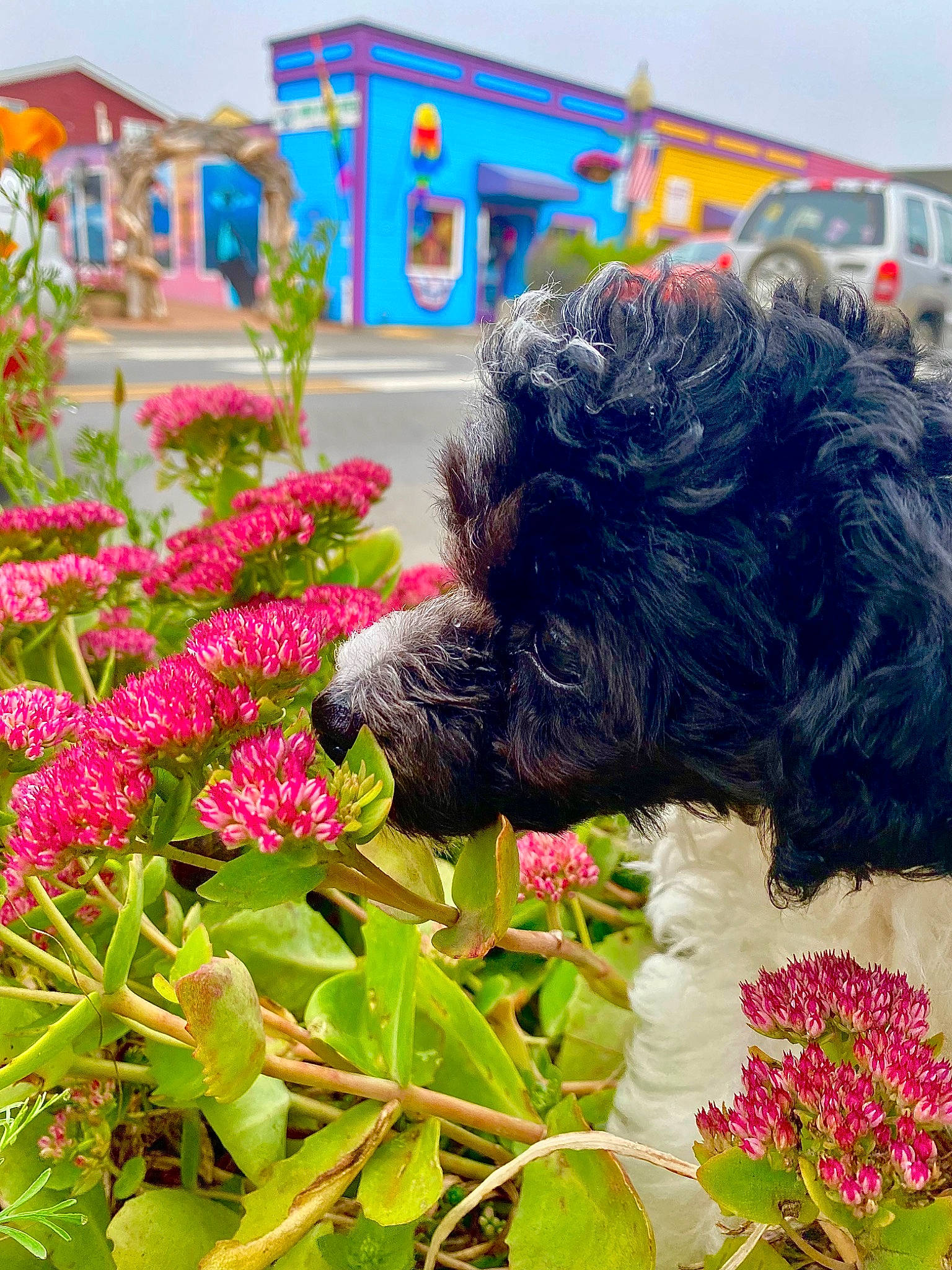 Lulu joined the competition — help win amazing prizes! annual_plant, building, canidae, carnivore, companion_dog, dog, dog_breed, flower, flowering_plant, grass, groundcover, liver, magenta, petal, plant, shrub, sky, sporting_group, water_dog, working_animal