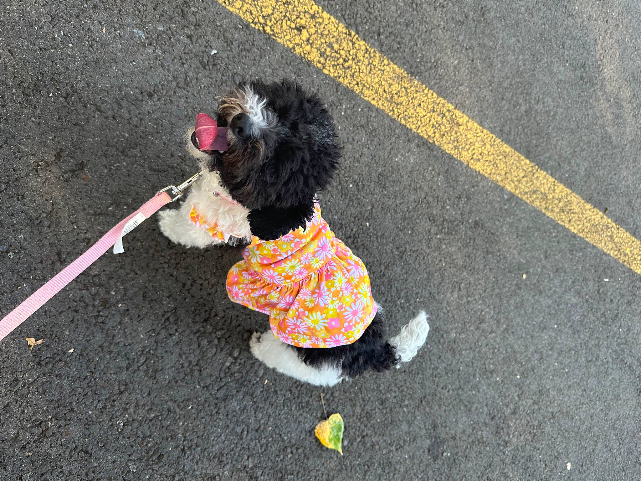 Lulu is registered to the contest to win money with this photo: asphalt, carnivore, companion_dog, costume, dog, dog_breed, dog_clothes, dog_supply, fashion_accessory, fur, leash, road, road_surface, sidewalk, sporting_group, tail, tar, toy, toy_dog, water_dog