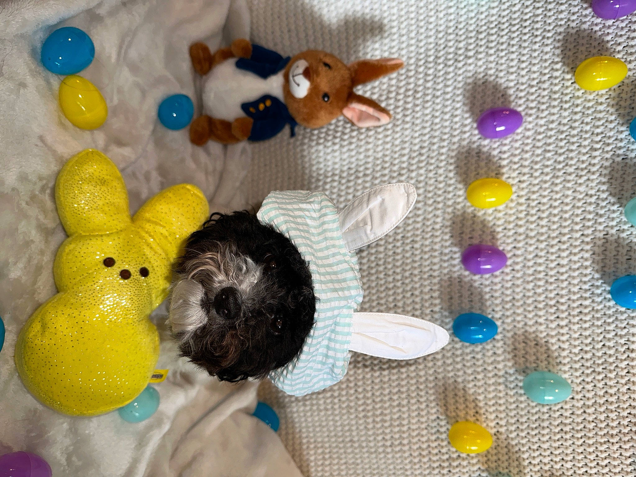 Lulu joined the competition — help win amazing prizes! art, baby_products, baby_toys, circle, craft, creative_arts, linens, pattern, plastic, plush, sports_toy, stuffed_toy, tail, textile, thread, toy, vertebrate, wool, woolen, woven_fabric