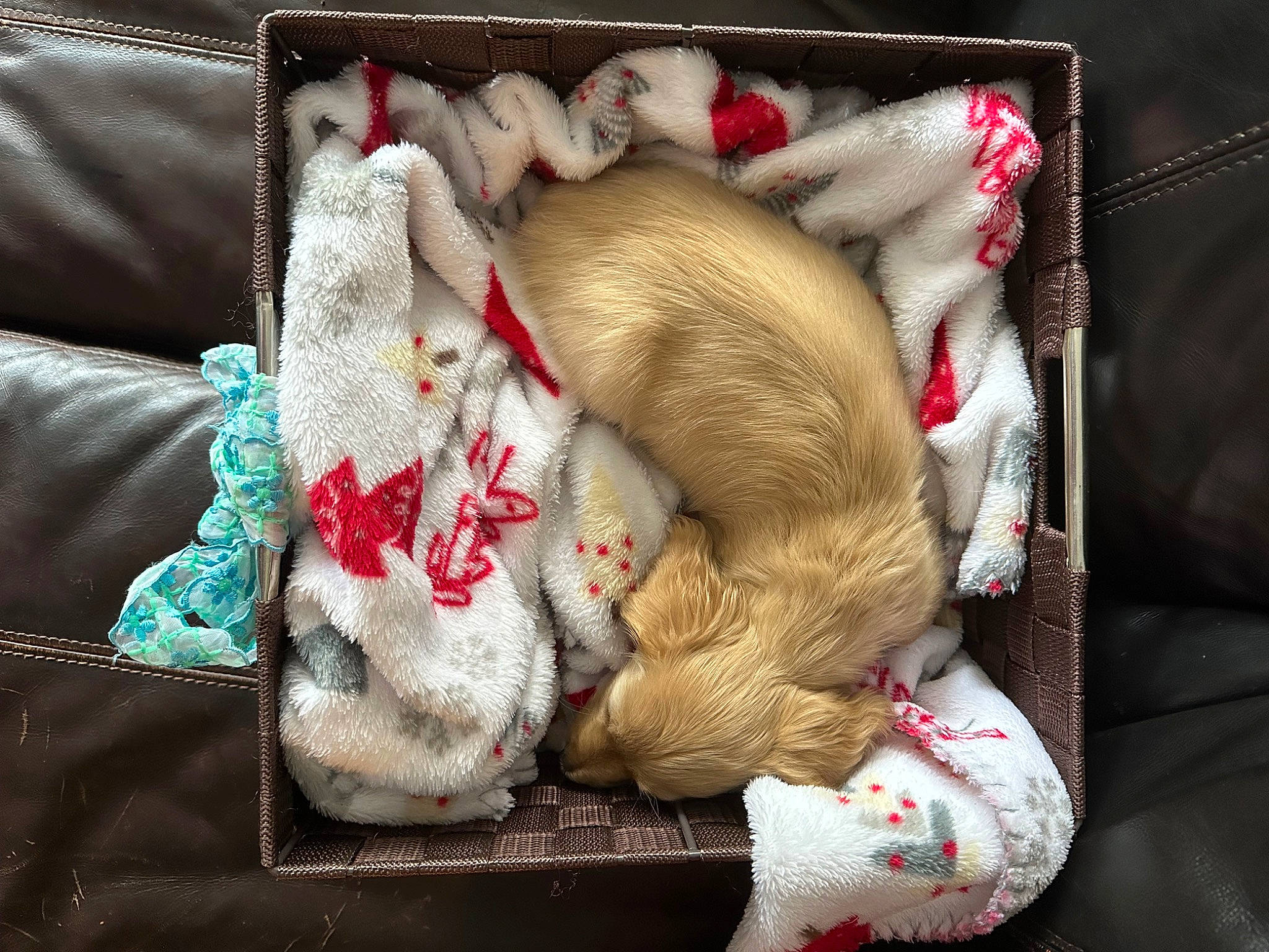 Winnie joined the competition — help win amazing prizes! bag, carmine, carnivore, cat, claw, comfort, domestic_short_haired_cat, fashion_accessory, fawn, felidae, fur, fur_clothing, linens, nap, small_to_medium_sized_cats, stuffed_toy, tail, whiskers, wool, woolen