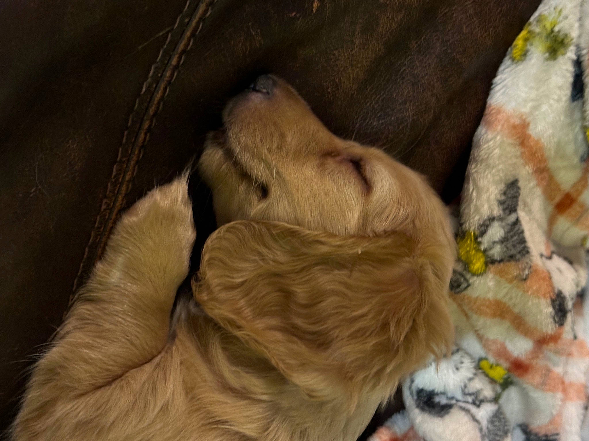 Winnie joined the competition — help win amazing prizes! canidae, carnivore, comfort, companion_dog, dog, dog_breed, fawn, fur, gun_dog, liver, nap, natural_material, paw, pet_supply, snout, sporting_group, tail, terrestrial_animal, working_animal, wrinkle