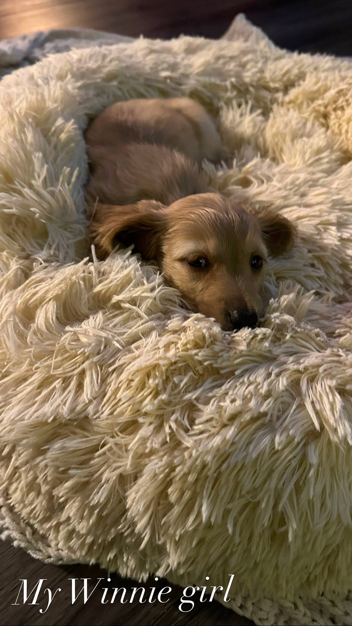 Winnie is registered to the contest to win money with this photo: canidae, carnivore, companion_dog, dog, dog_breed, fawn, fruit, fur, herd, landscape, liver, livestock, natural_material, sporting_group, terrestrial_animal, wildlife, working_animal