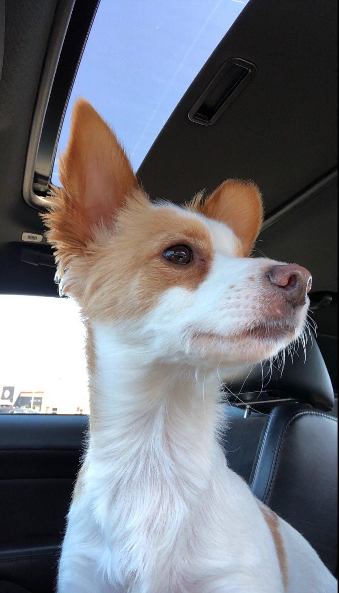 Max is registered to the contest to win money with this photo: canidae, carnivore, collar, companion_dog, dog, dog_breed, fawn, fur, non_sporting_group, snout, sporting_group, terrestrial_animal, whiskers, window, windshield, working_dog