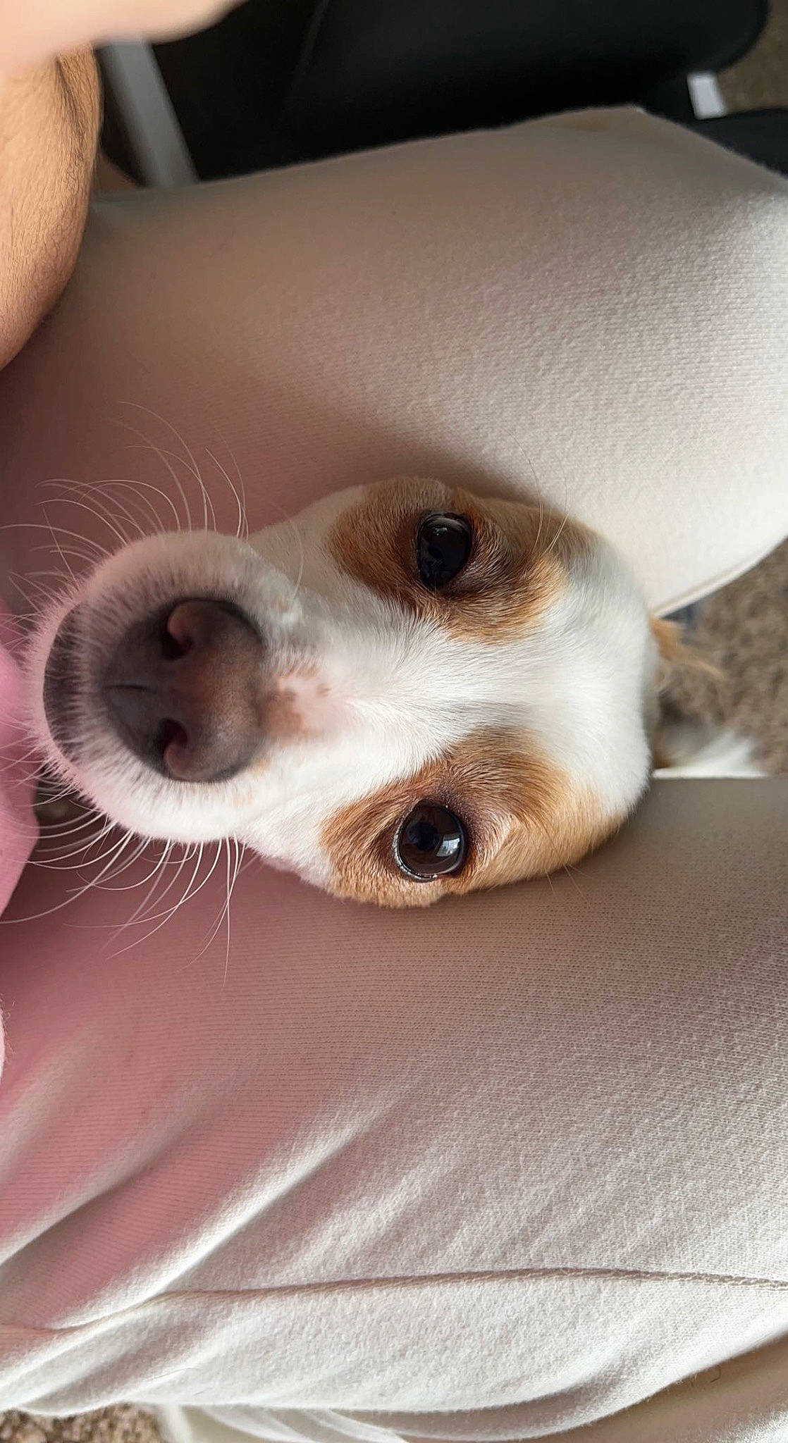 Max joined the competition — help win amazing prizes! canidae, carnivore, companion_dog, dog, dog_breed, ear, eyelash, fawn, fur, nose, snout, sporting_group, whiskers, working_animal