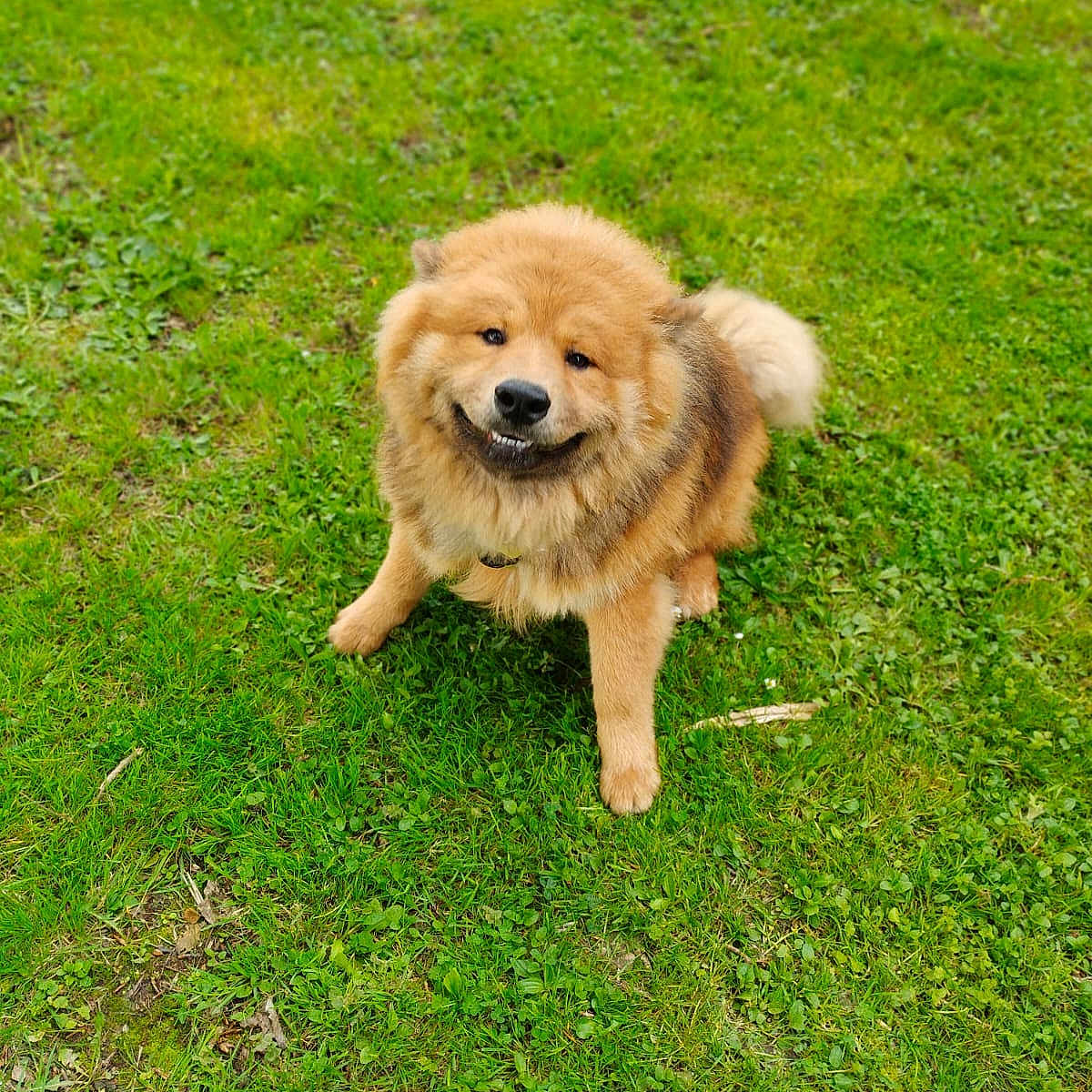 Harley a rejoint le concours — aidez-le/la à gagner de superbes lots ! animal, canine, chow, collie, dog, field, goldenretriever, grass, grassland, green, husky, lawn, nature, outdoors, park, pet, plant, puppy, vegetation, yard