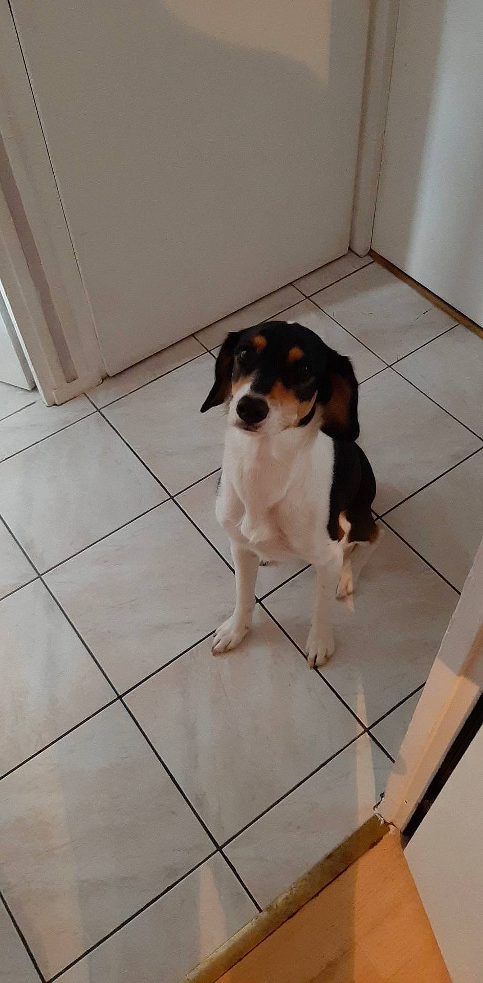 Nina participe au concours pour gagner de l'argent avec cette photo : beaglier, brazilian_terrier, canidae, carnivore, chilean_fox_terrier, companion_dog, danish_swedish_farmdog, dog, dog_breed, floor, flooring, mammal, miniature_fox_terrier, rare_breed_dog, ratonero_bodeguero_andaluz, smooth_fox_terrier, sporting_group, tenterfield_terrier, treeing_walker_coonhound, vertebrate