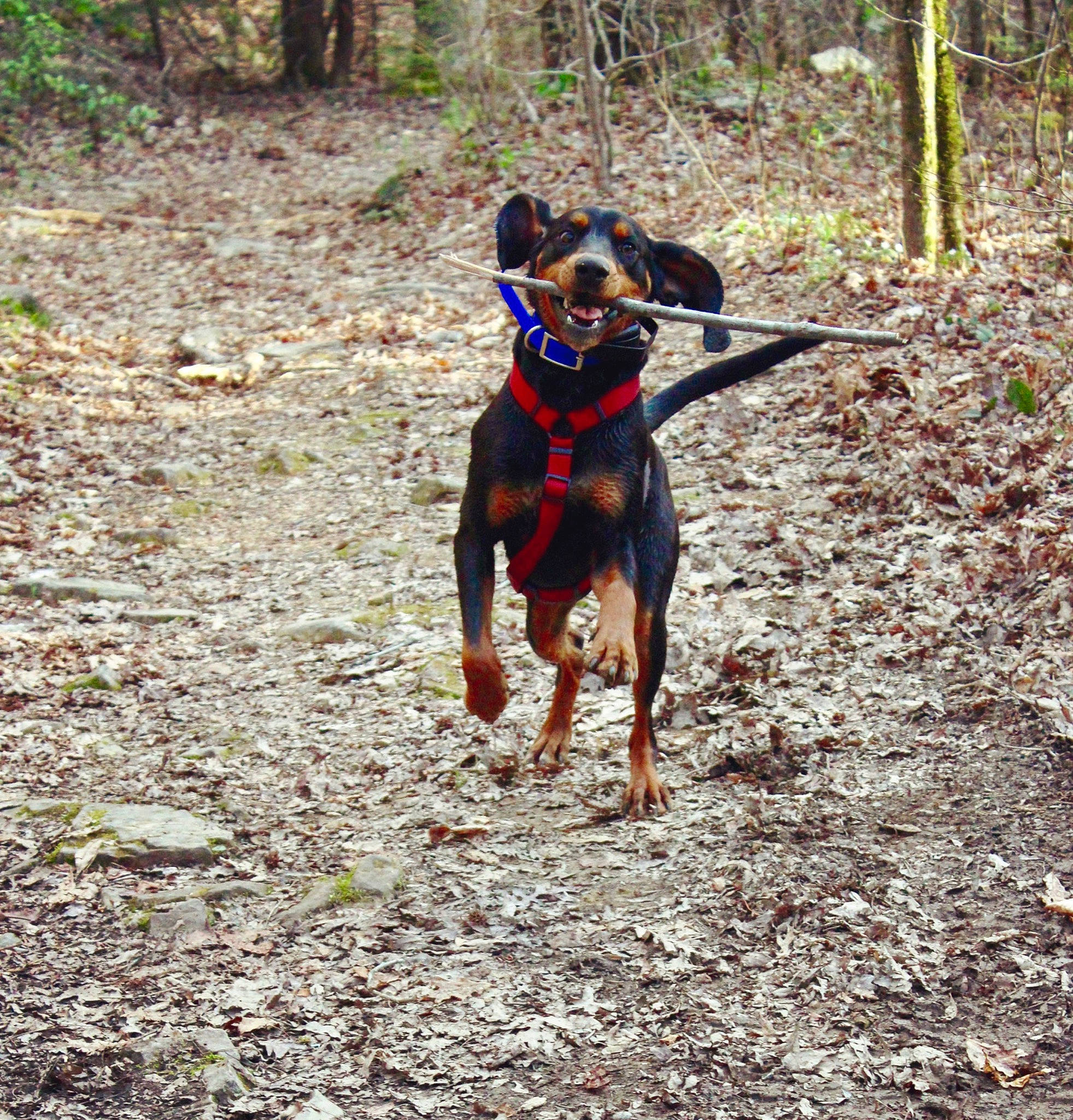 Bear is registered to the contest to win money with this photo: adventure, black_and_tan_coonhound, black_and_tan_terrier, canidae, carnivore, dog, dog_breed, fawn, german_pinscher, guard_dog, hunting_dog, mammal, manchester_terrier, miniature_pinscher, pinscher, sporting_group, toy_manchester_terrier, transylvanian_hound, vertebrate, working_dog