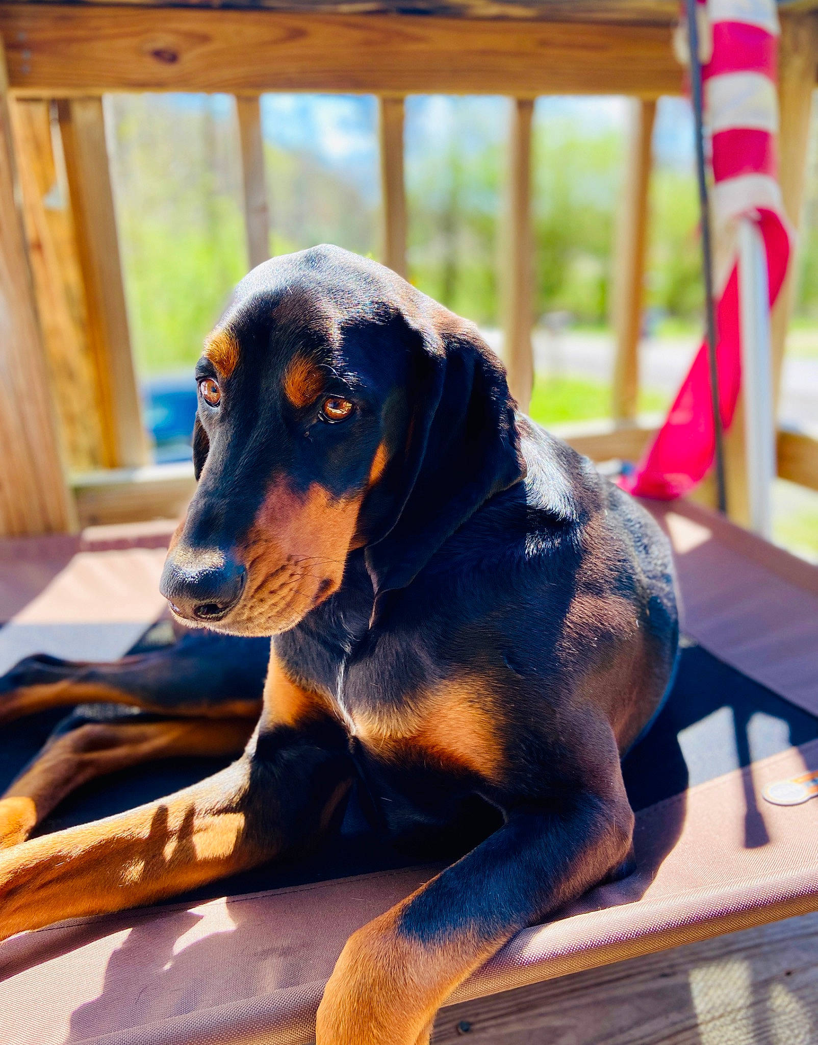 Bear joined the competition — help win amazing prizes! austrian_black_and_tan_hound, black_and_tan_coonhound, bruno_jura_hound, canidae, carnivore, companion_dog, coonhound, dog, dog_breed, guard_dog, hellenikos_ichnilatis, hound, hunting_dog, mammal, puppy, rare_breed_dog, snout, transylvanian_hound, tyrolean_hound, vertebrate