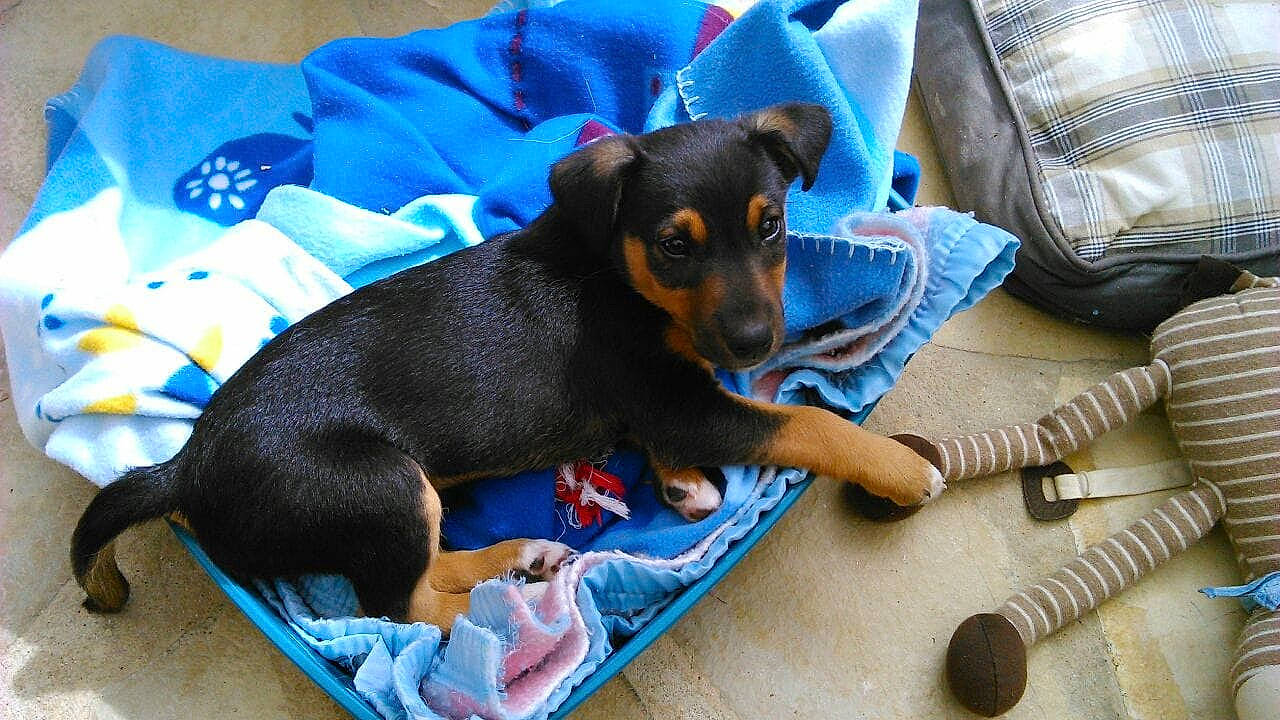 Jaguar a rejoint le concours — aidez-le/la à gagner de superbes lots ! black_and_tan_terrier, canidae, carnivore, companion_dog, dog, dog_breed, german_pinscher, jagdterrier, mammal, manchester_terrier, miniature_pinscher, pinscher, prazsky_krysarik, puppy, snout, toy_dog, toy_manchester_terrier, vertebrate