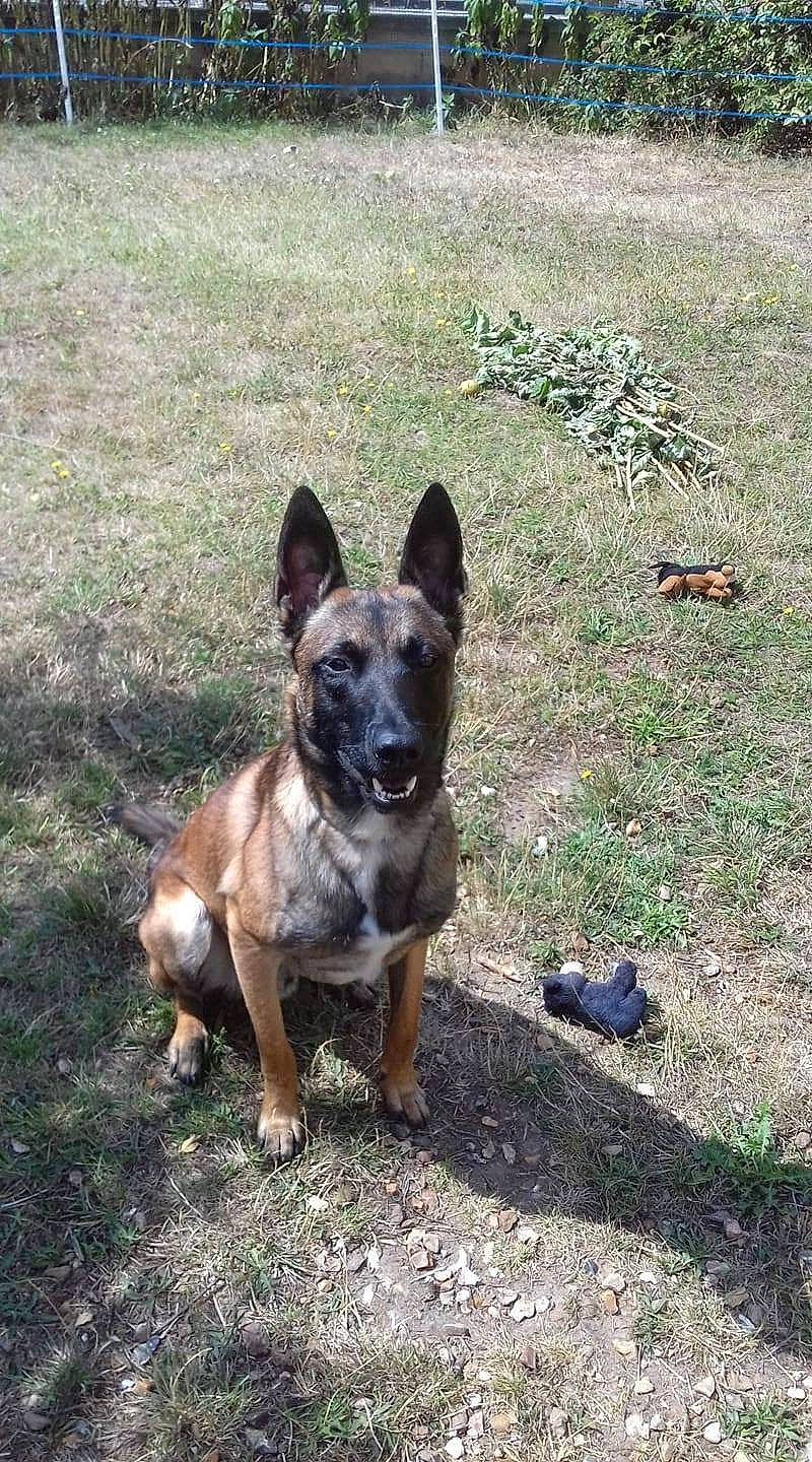 Onix participe au concours pour gagner de l'argent avec cette photo : belgian_shepherd, belgian_shepherd_malinois, canidae, carnivore, dog, dog_breed, fawn, grass, mammal, rare_breed_dog, vertebrate