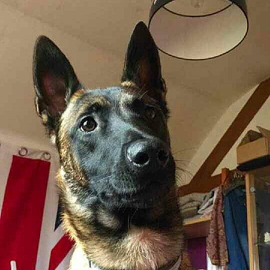 Onix a rejoint le concours — aidez-le/la à gagner de superbes lots ! australian_cattle_dog, canidae, carnivore, dog, dog_breed, dutch_shepherd_dog, formosan_mountain_dog, kunming_wolfdog, mammal, rare_breed_dog, snout, vertebrate