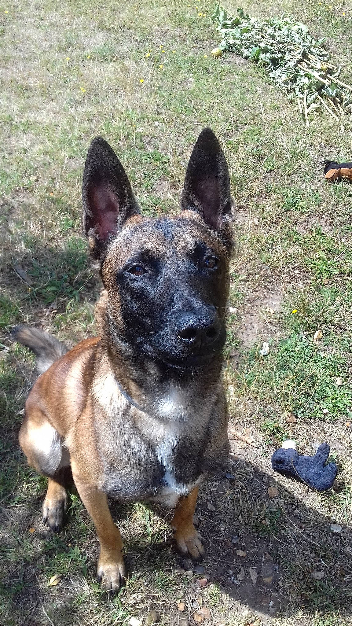 Onix participe au concours pour gagner de l'argent avec cette photo : belgian_shepherd_malinois, canidae, carnivore, dog, dog_breed, east_european_shepherd, fawn, king_shepherd, kunming_wolfdog, mammal, rare_breed_dog, vertebrate