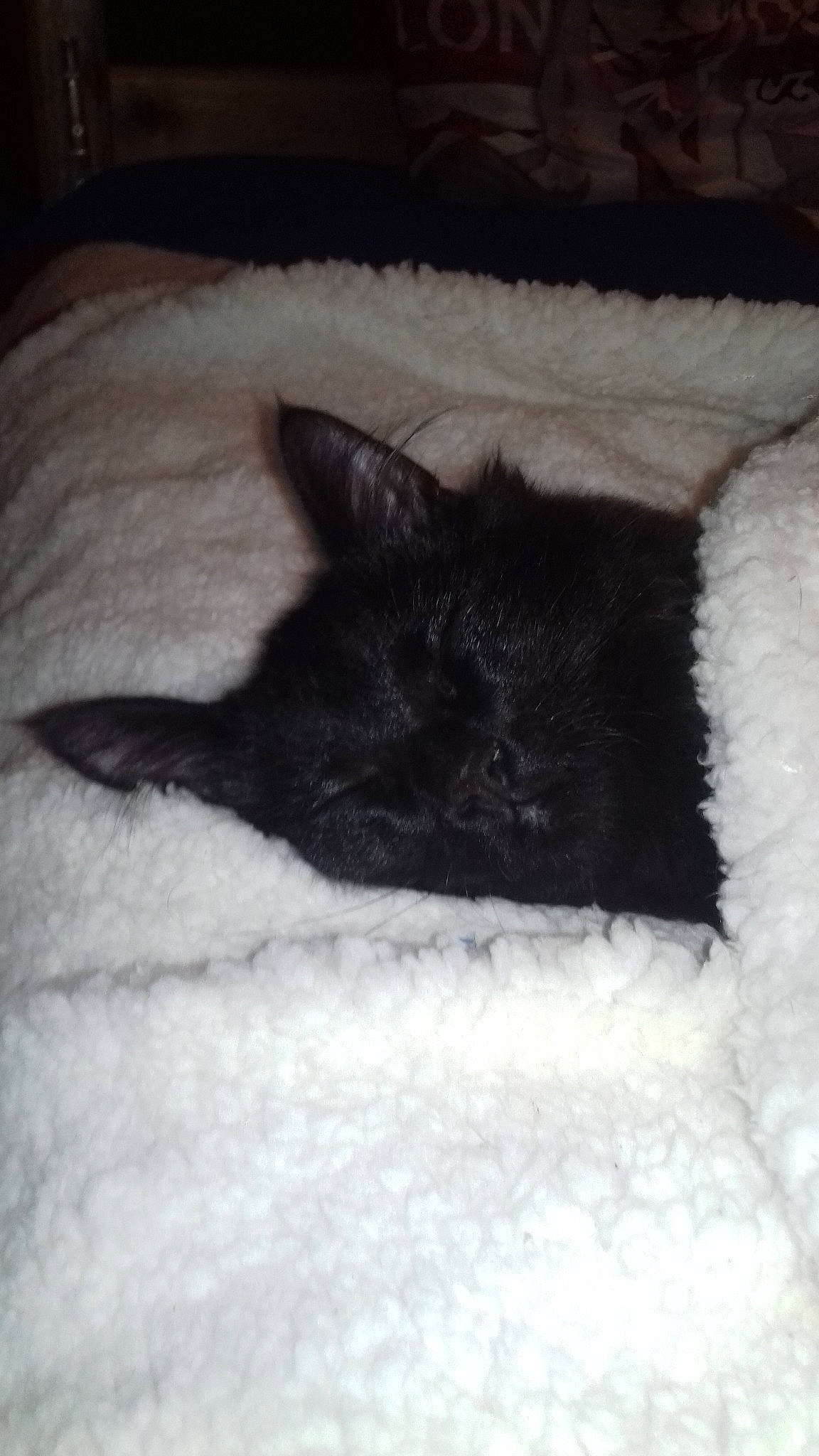 Rasta participe au concours pour gagner de l'argent avec cette photo : bed, black, black_cat, carnivore, cat, ear, felidae, fur, kitten, linens, nap, polydactyl_cat, skin, sleep, small_to_medium_sized_cats, tail, whiskers