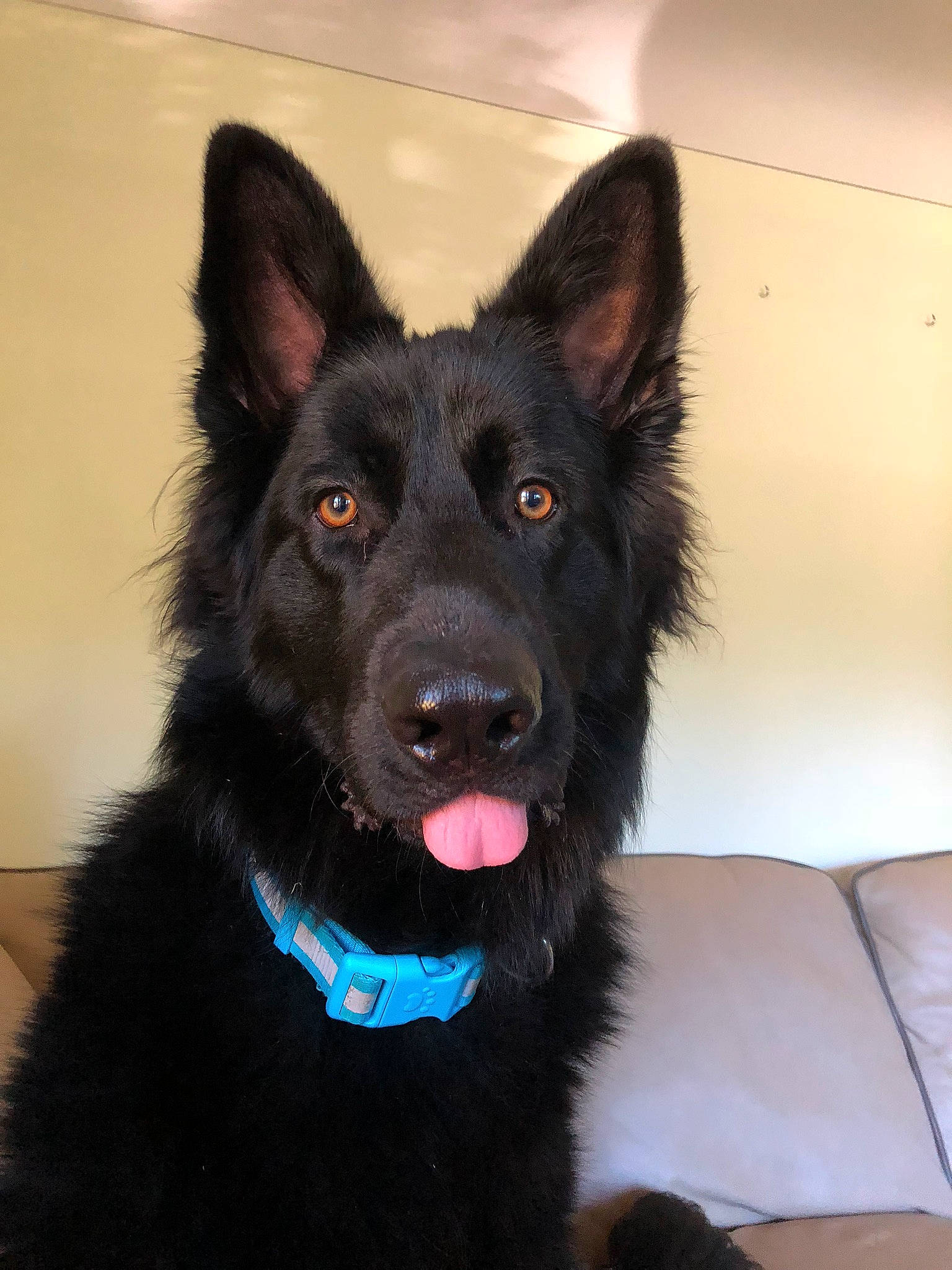 Shadow joined the competition — help win amazing prizes! canidae, carnivore, collar, companion_dog, dog, dog_breed, dog_collar, electric_blue, fur, guard_dog, herding_dog, snout, sporting_group, whiskers, working_animal, working_dog