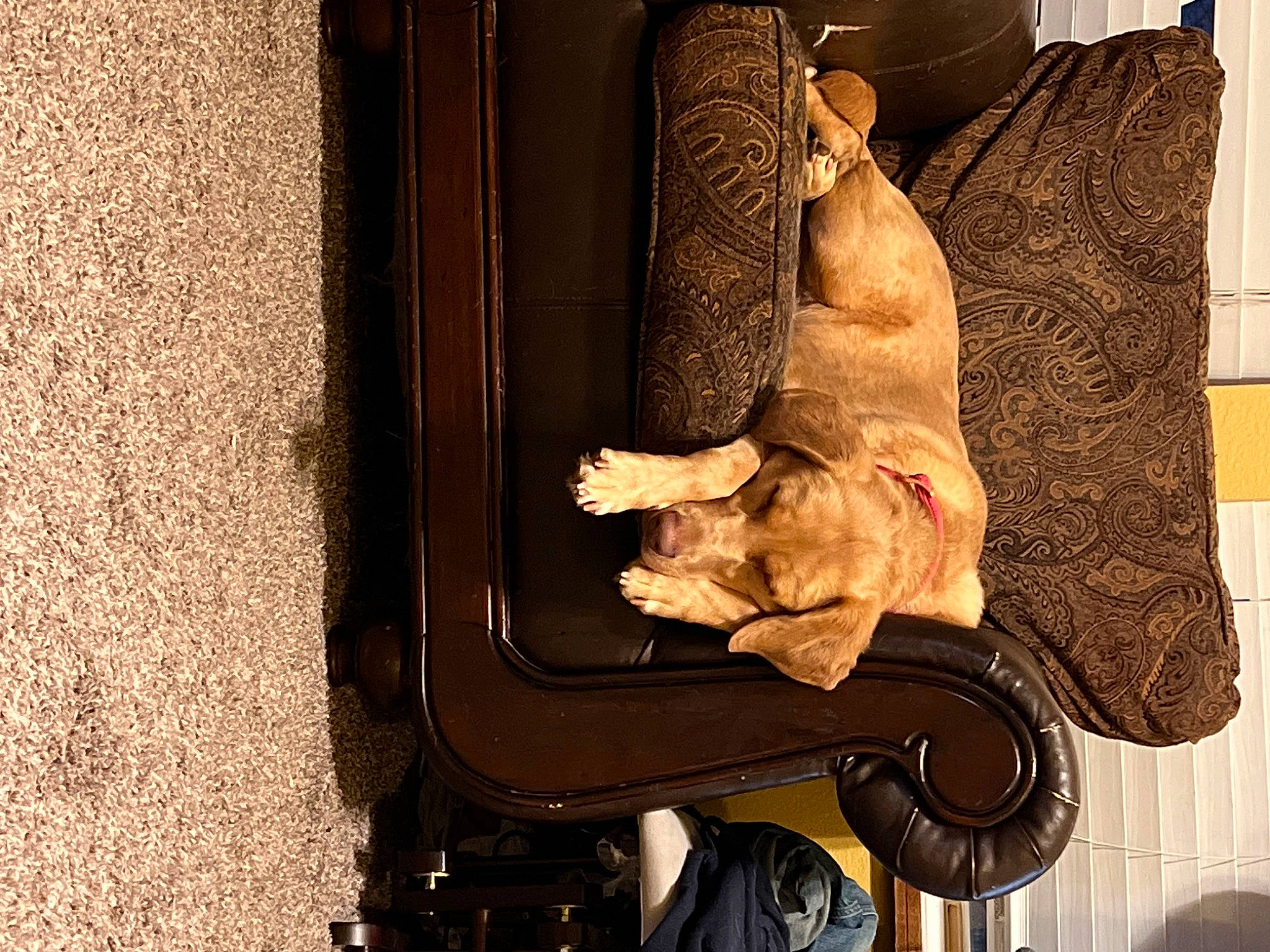 Rona joined the competition — help win amazing prizes! auto_part, automotive_exterior, automotive_lighting, bumper, car_seat, carnivore, cat, chair, comfort, fawn, felidae, fender, fur, human_leg, metal, motor_vehicle, small_to_medium_sized_cats, vehicle, vehicle_door, wood