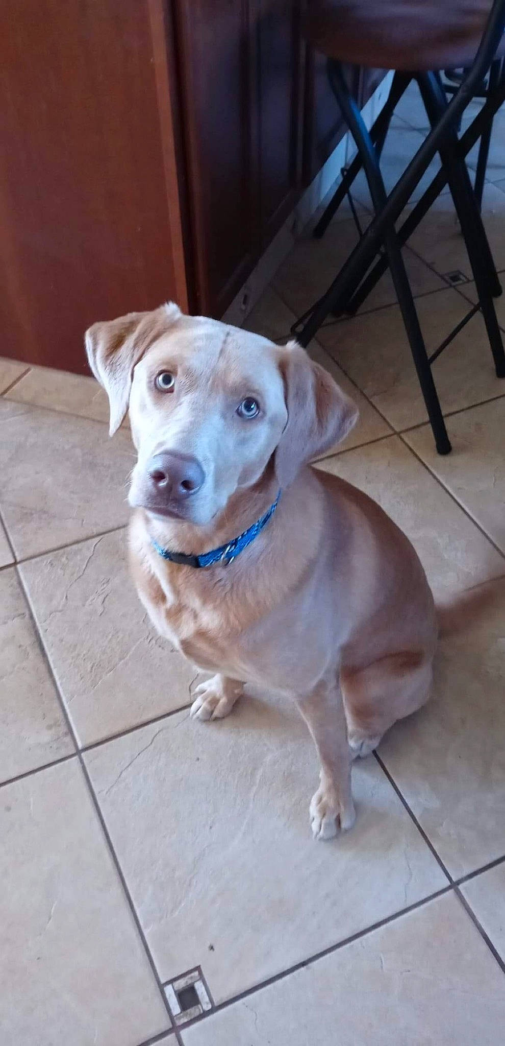 Rona is registered to the contest to win money with this photo: canidae, carnivore, collar, companion_dog, dog, dog_breed, dog_collar, dog_supply, fawn, floor, flooring, gun_dog, hardwood, liver, pet_supply, snout, sporting_group, whiskers, wood, working_animal