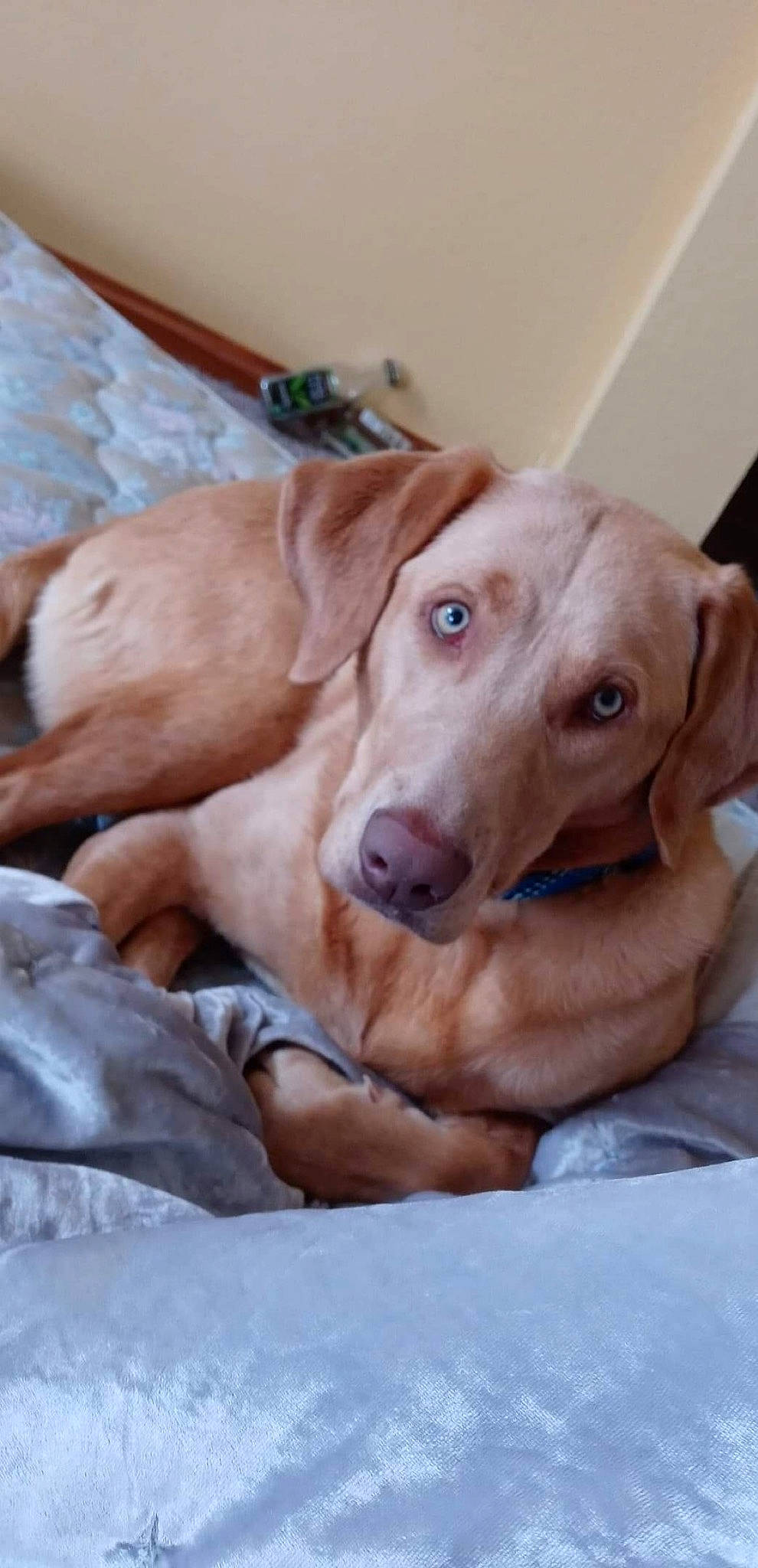 Rona joined the competition — help win amazing prizes! canidae, carnivore, collar, comfort, companion_dog, dog, dog_breed, dog_supply, ear, fawn, gun_dog, liver, paw, pet_supply, retriever, snout, sporting_group, whiskers, wood, working_animal