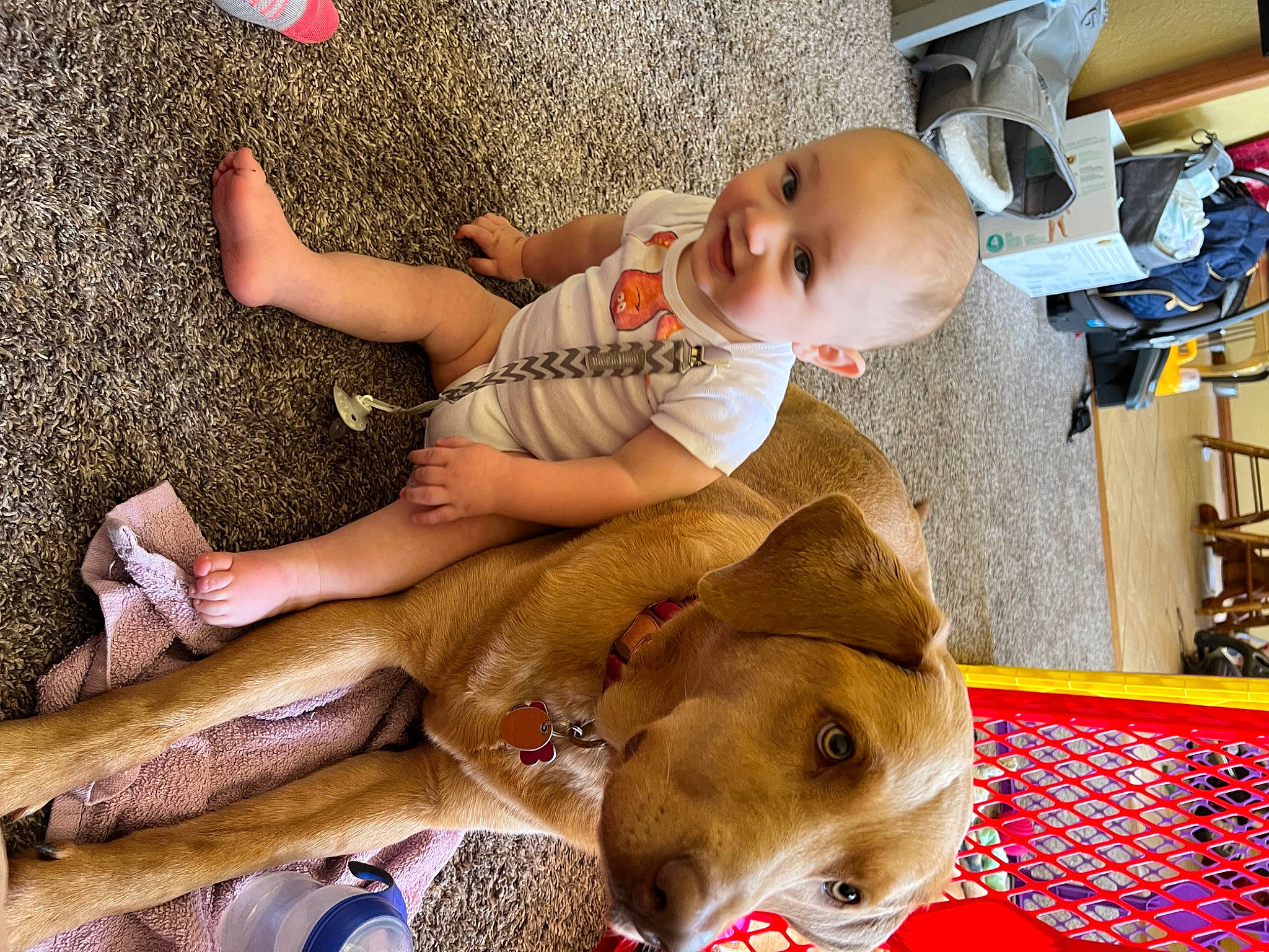 Rona is registered to the contest to win money with this photo: baby, baby_toddler_clothing, child, comfort, companion_dog, fawn, foot, fun, fur, happy, head, human_leg, lap, linens, people_in_nature, play, sitting, thigh, toddler, working_animal