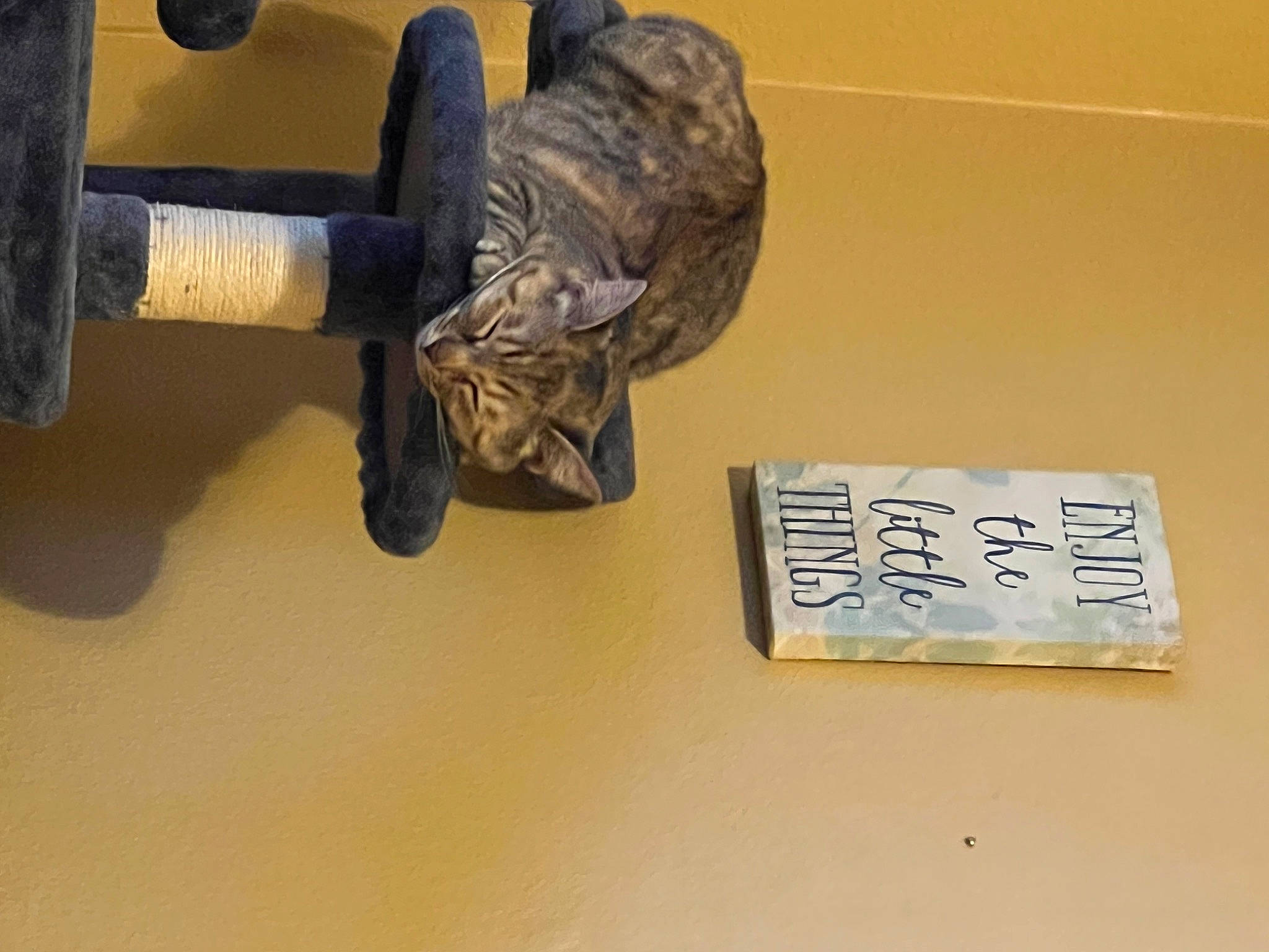 Princess joined the competition — help win amazing prizes! art, automotive_tire, automotive_wheel_system, flooring, font, handwriting, hardwood, human_leg, machine, metal, number, paint, pipe, room, synthetic_rubber, tread, visual_arts, wood