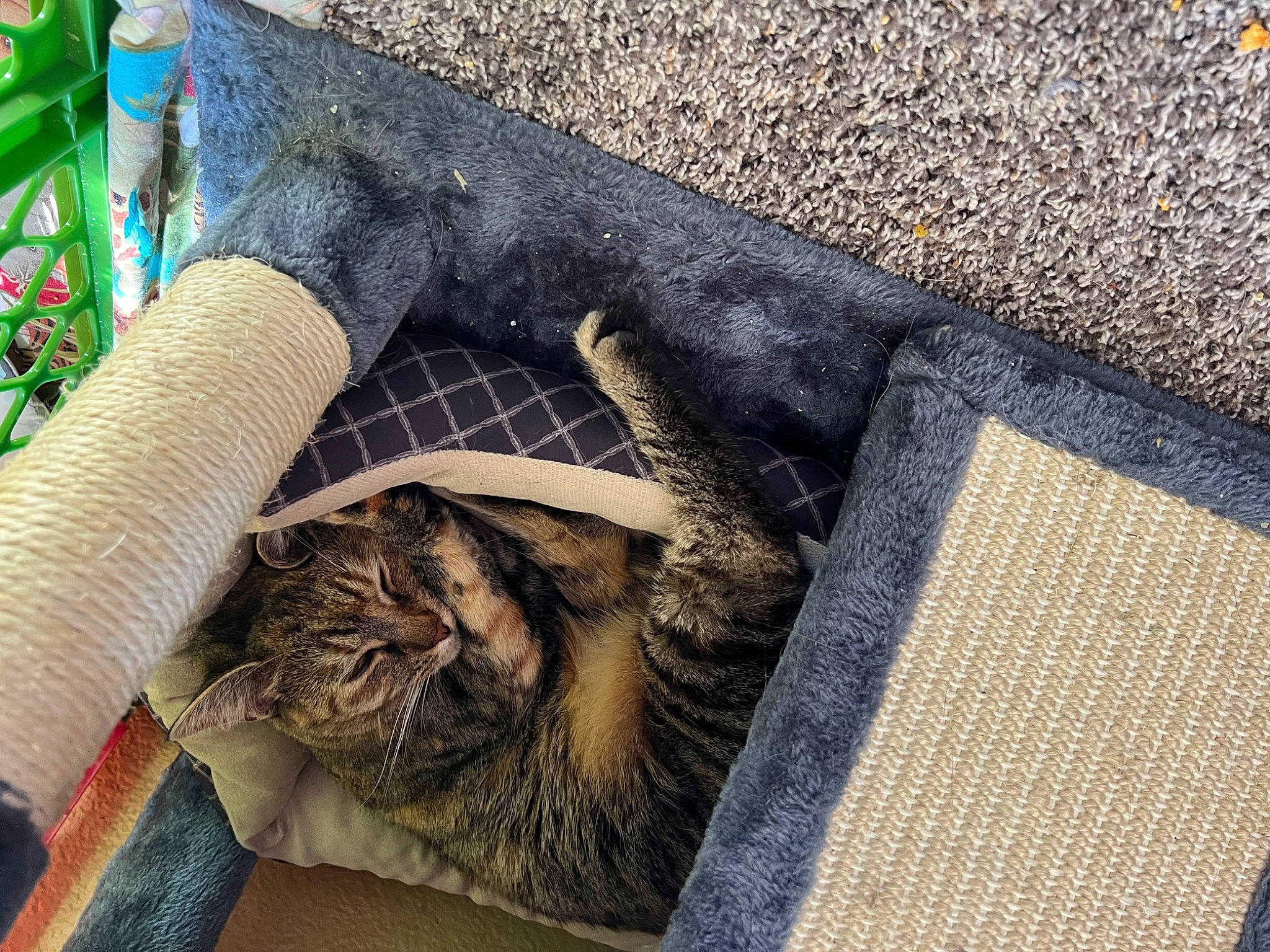 Princess is registered to the contest to win money with this photo: carnivore, cat, comfort, domestic_short_haired_cat, fawn, felidae, flooring, fur, grass, grey, human_leg, linens, pattern, road_surface, small_to_medium_sized_cats, tail, textile, tints_and_shades, whiskers, wood