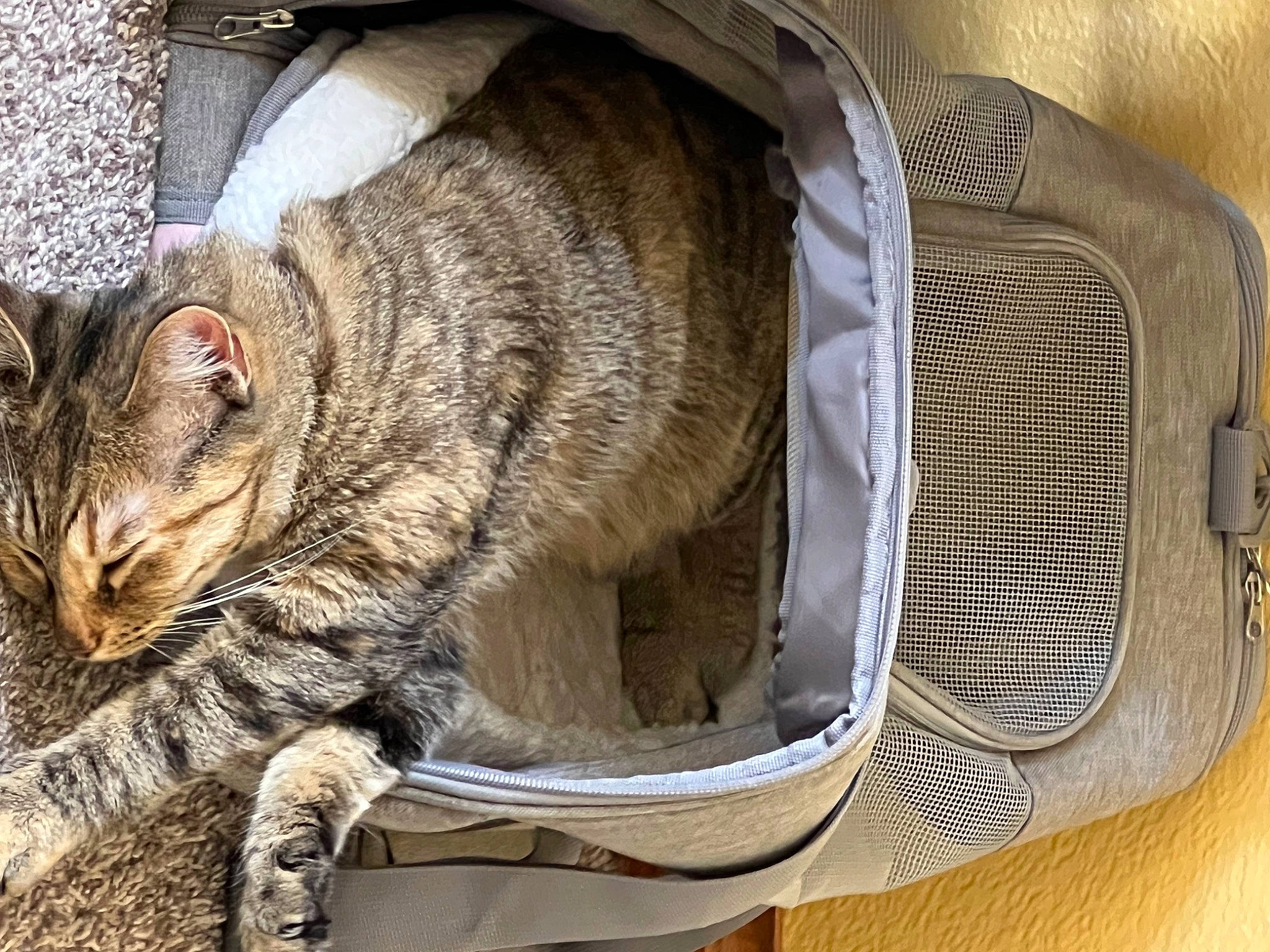 Princess joined the competition — help win amazing prizes! bag, carnivore, cat, cat_supply, claw, comfort, domestic_short_haired_cat, felidae, fur, grey, nap, paw, sleep, small_to_medium_sized_cats, snout, tail, terrestrial_animal, tree, whiskers, wood