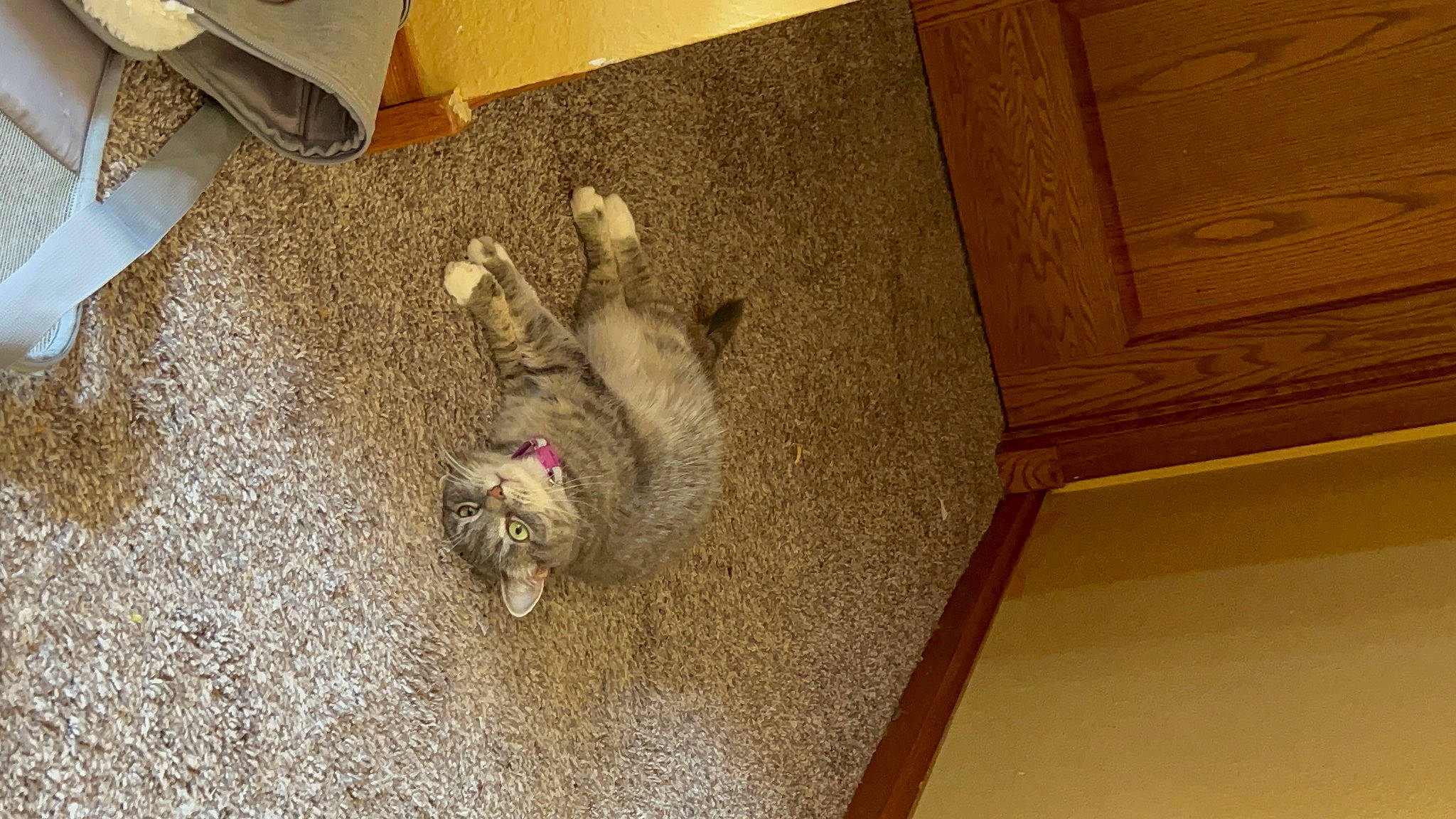 Mittens joined the competition — help win amazing prizes! carnivore, carpet, cat, domestic_short_haired_cat, fawn, felidae, floor, flooring, fur, hardwood, pet_supply, plywood, room, shipping_box, small_to_medium_sized_cats, tail, varnish, wood, wood_stain