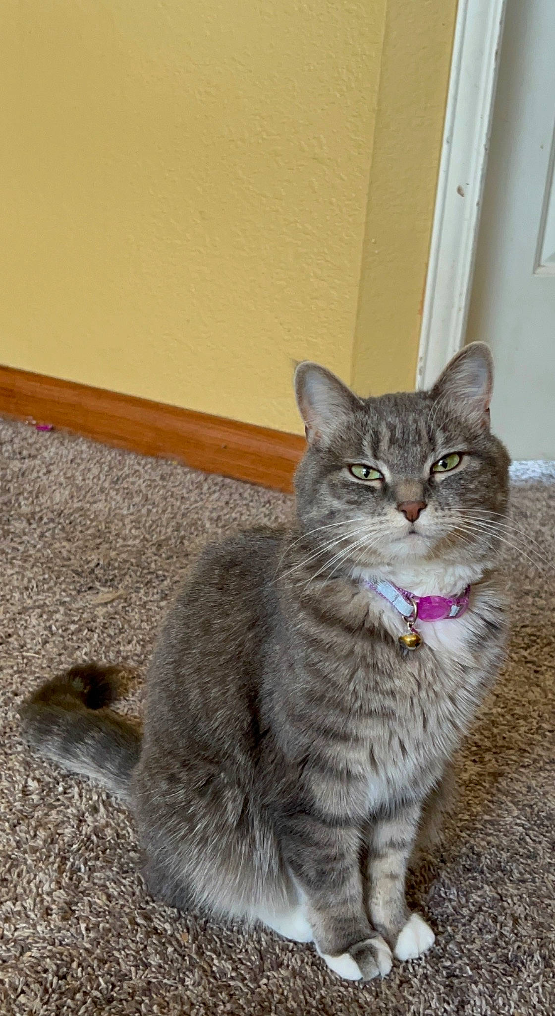 Mittens joined the competition — help win amazing prizes! carnivore, cat, claw, domestic_short_haired_cat, felidae, flooring, fur, paw, road_surface, sitting, small_to_medium_sized_cats, snout, tail, terrestrial_animal, whiskers, window