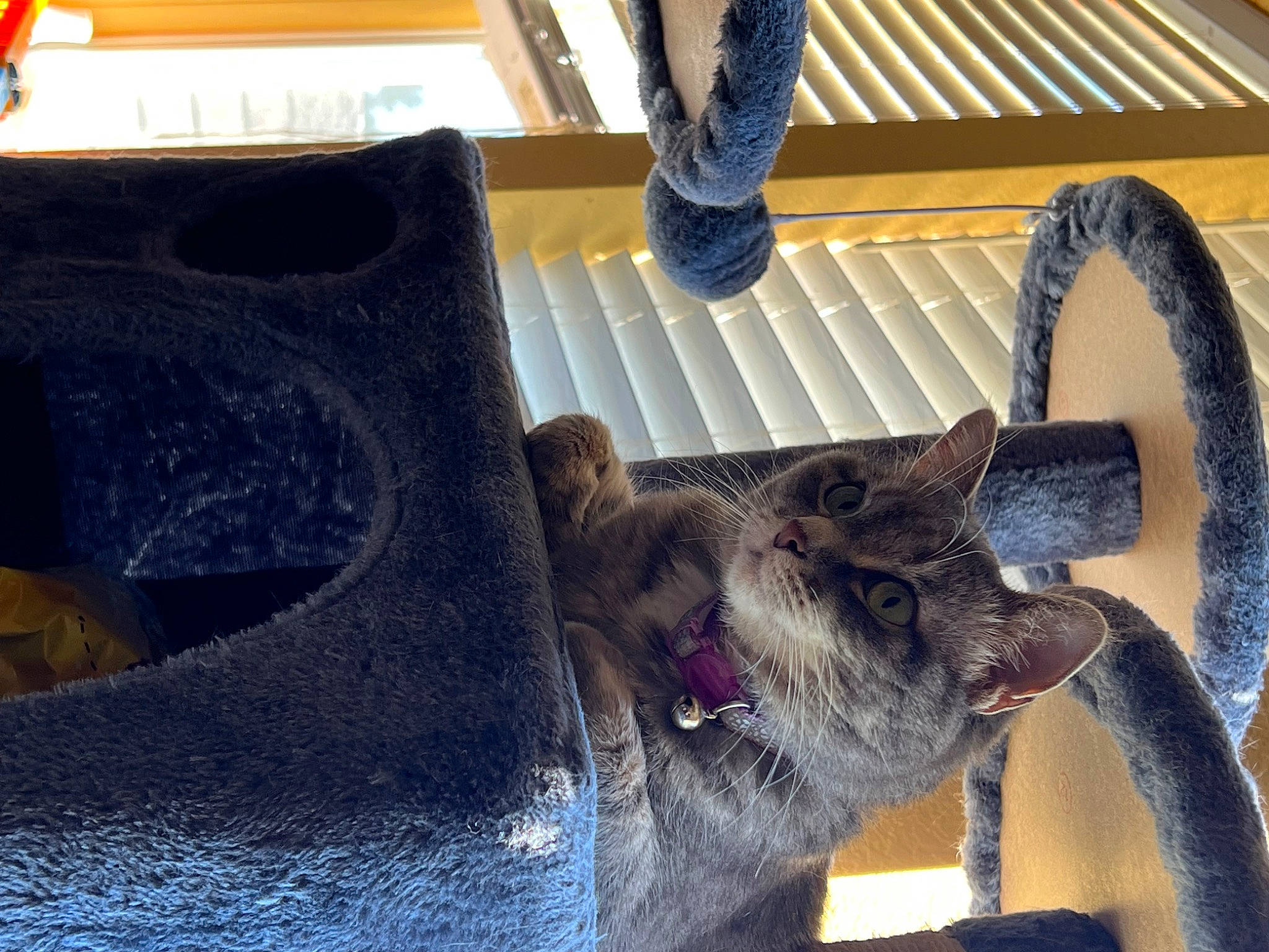 Mittens joined the competition — help win amazing prizes! carnivore, collar, companion_dog, dog, dog_breed, domestic_short_haired_cat, fawn, felidae, flooring, fur, guard_dog, herding_dog, leash, schnauzer, small_to_medium_sized_cats, snout, sporting_group, tail, whiskers, working_animal