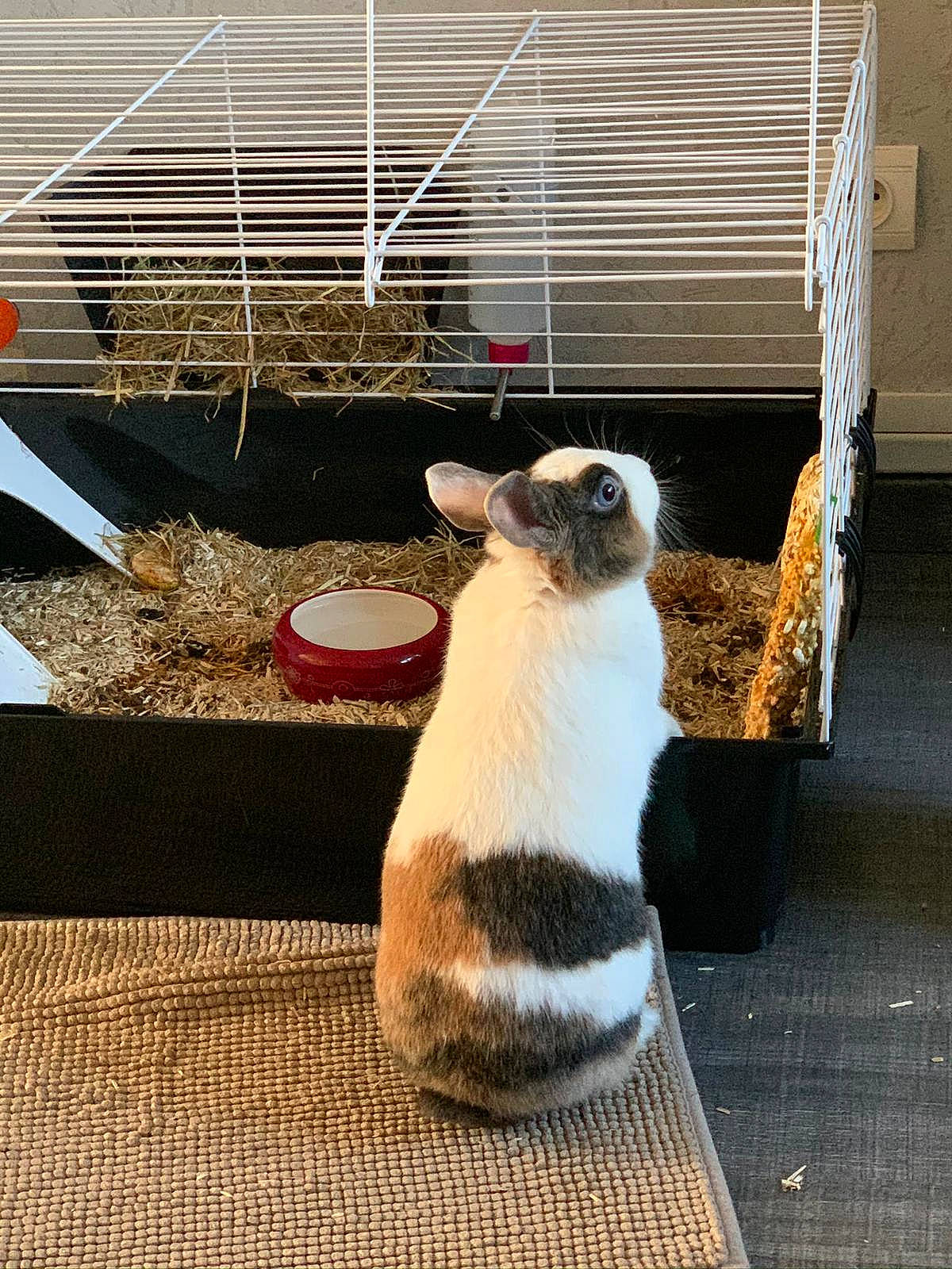 Choukette a rejoint le concours — aidez-le/la à gagner de superbes lots ! animal_shelter, cage, cat, degu, domestic_rabbit, fawn, felidae, fur, gerbil, guinea_pig, hamster, muridae, rabbit, rat, rodent, whiskers