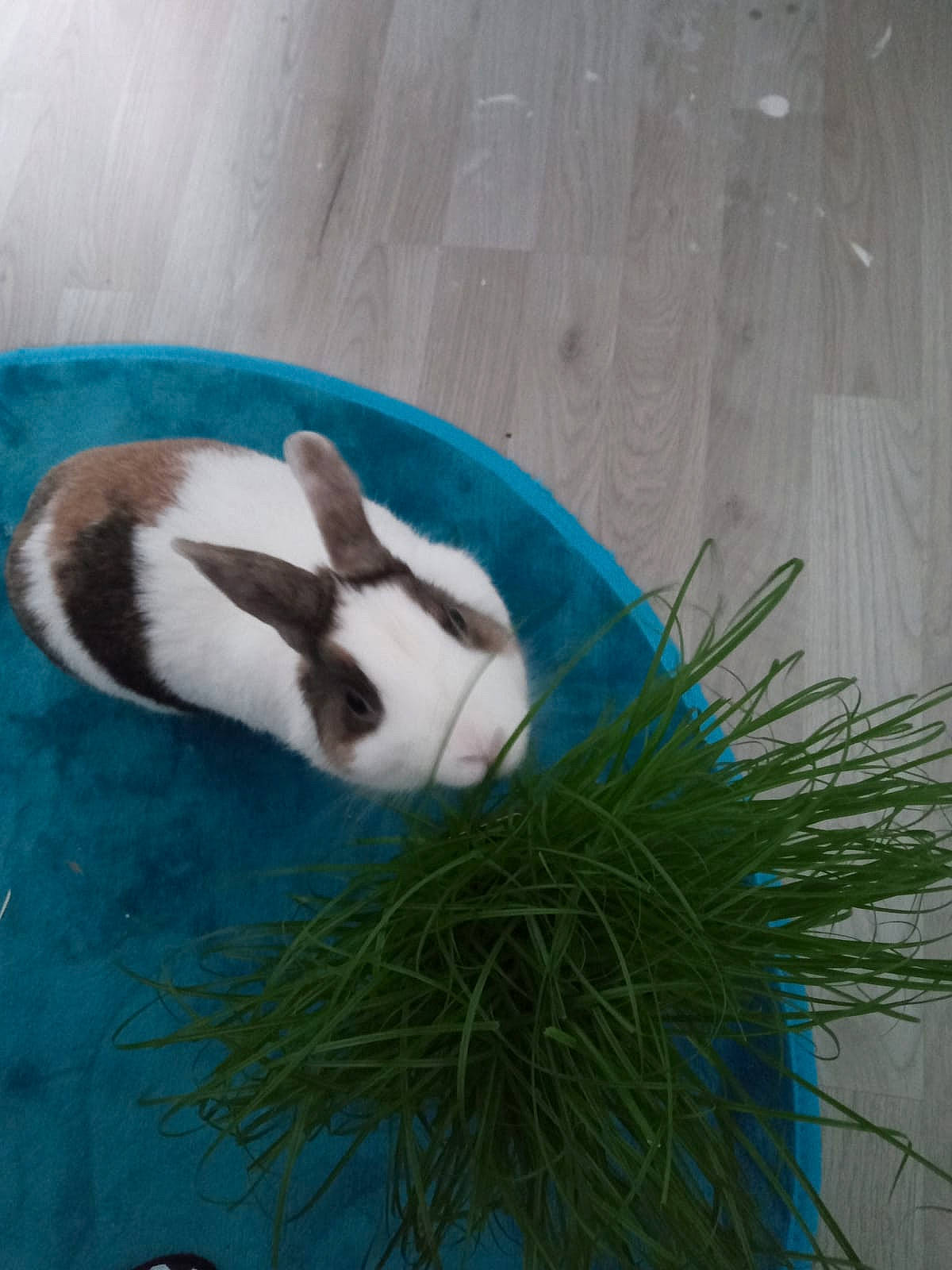 Choukette a rejoint le concours — aidez-le/la à gagner de superbes lots ! domestic_rabbit, fawn, grass, plant, rabbit, rabbits_and_hares, tail