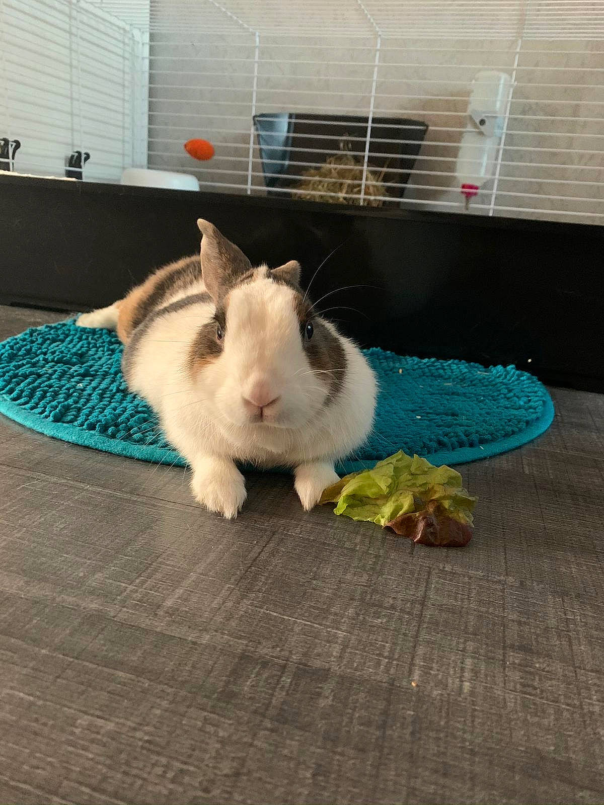 Choukette a rejoint le concours — aidez-le/la à gagner de superbes lots ! domestic_rabbit, ear, fawn, floor, flooring, fur, rabbit, rabbits_and_hares, skin, tail, whiskers