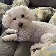 Harvey Moon joined the competition — help win amazing prizes! animal, collar, comfort, companion, couch, curly_fur, cushion, cute, dog, domestic_animal, fluffy, fur, home, indoor, lying_down, pet, relaxed, resting, sofa, white_dog