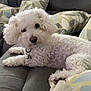 animal, collar, comfort, companion, couch, curly_fur, cushion, cute, dog, domestic_animal, fluffy, fur, home, indoor, lying_down, pet, relaxed, resting, sofa, white_dog