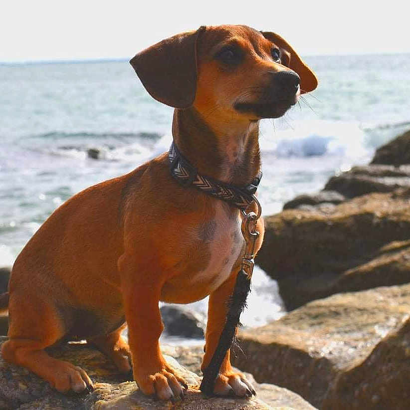 Silka a rejoint le concours — aidez-le/la à gagner de superbes lots ! animal, beach, brown_dog, coastal, collar, dog, leash, nature, ocean, outdoor, pet, portrait, rocks, rocky_shore, seaside, short_hair, sitting, standing, sunlight, waves
