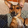 Silka a rejoint le concours — aidez-le/la à gagner de superbes lots ! black_nose, brown_dog, canine, couch, dark_eyes, dog, indoor, large_ears, lounging, patterned_fabric, pet, pillows, pointed_ears, portrait, short_hair, sitting, tan_fur, tile_wall, upright, white_chest