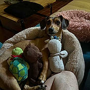 Silka participe au concours pour gagner de l'argent avec cette photo : blanket, brown_dog, canine, coffee_table, cozy, cuddling, dog, floppy_ears, furniture, home, indoor, living_room, lying_down, pet, playful, plush_bed, portrait, sitting, stuffed_toys, wide_eyes