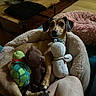 blanket, brown_dog, canine, coffee_table, cozy, cuddling, dog, floppy_ears, furniture, home, indoor, living_room, lying_down, pet, playful, plush_bed, portrait, sitting, stuffed_toys, wide_eyes