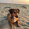Silka a rejoint le concours — aidez-le/la à gagner de superbes lots ! animal, beach, brown_dog, canine, collar, desert, dog, dunes, golden_hour, landscape, lying_down, nature, outdoor, paws, pet, portrait, sand, sandals, sitting, sunset