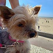 Jena a rejoint le concours — aidez-le/la à gagner de superbes lots ! dog, small_dog, fluffy, beach, sunny, outdoor, collar, leash, person, sky, sand, daytime, animal, pet, closeup, cute, nature, fur, portrait, walking