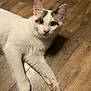 Squeeks joined the competition — help win amazing prizes! cat, white_cat, animal, pet, fur, ears, whiskers, floor, wooden_floor, paws, pink_paw_pads, indoor, cute, curious, lying_down, mammal, domestic_animal, close_up, face, looking