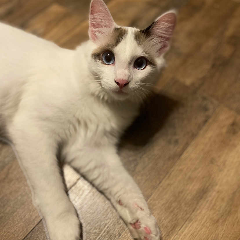 Squeeks joined the competition — help win amazing prizes! animal, cat, close_up, curious, cute, domestic_animal, ears, face, floor, fur, indoor, looking, lying_down, mammal, paws, pet, pink_paw_pads, whiskers, white_cat, wooden_floor