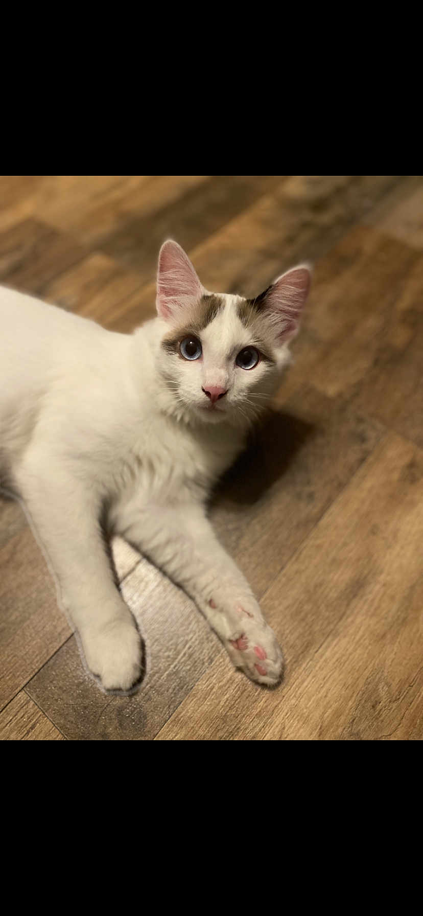 Squeeks joined the competition — help win amazing prizes! cat, white_cat, animal, pet, fur, ears, whiskers, floor, wooden_floor, paws, pink_paw_pads, indoor, cute, curious, lying_down, mammal, domestic_animal, close_up, face, looking