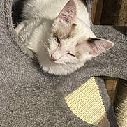 Squeeks joined the competition — help win amazing prizes! cat, white_cat, feline, pet, animal, cozy, cat_tree, indoor, relaxed, sleepy, fur, ears, resting, cute, domestic_animal, closeup, whiskers, soft, comfortable, nestled