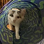 Squeeks joined the competition — help win amazing prizes! cat, white_cat, blurry, indoor, tunnel, toy, pet, animal, play, curious, feline, spot, home, cautious, emerging, colorful, pattern, soft_light, fun, mystery