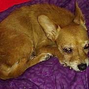 Nala is registered to the contest to win money with this photo: dog, brown_dog, small_dog, pet, animal, blanket, purple_blanket, fur, ears, face, eyes, nose, paw, lying_down, indoor, resting, cute, companion, canine, cozy