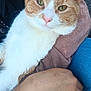 Chester Bob is registered to the contest to win money with this photo: cat, orange_cat, white_cat, pet, animal, resting, close_up, person, arm, sweater, jeans, outdoor, casual, comfort, feline, cute, green_eyes, fur, relaxation, human_hand