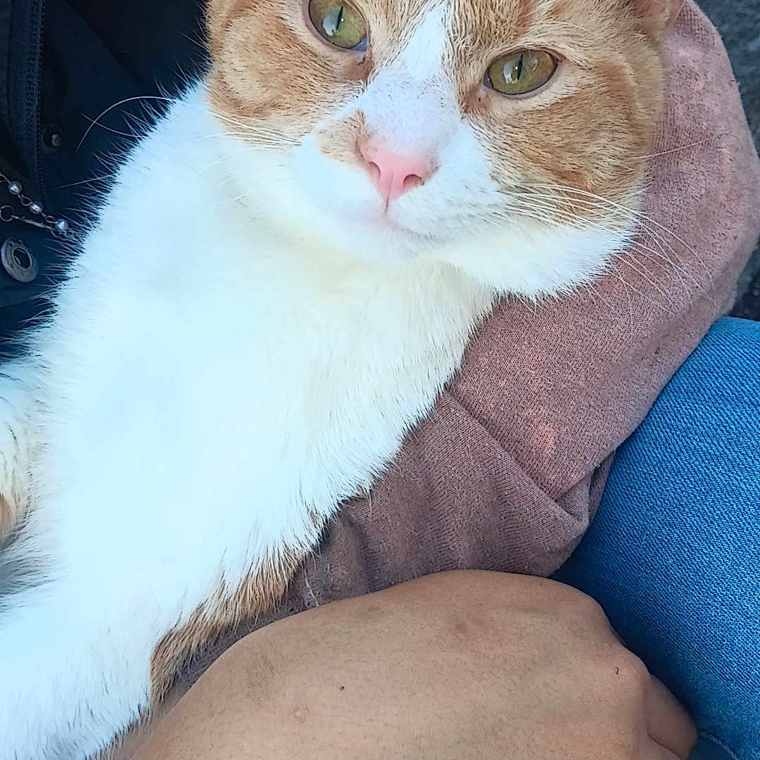 Chester Bob
