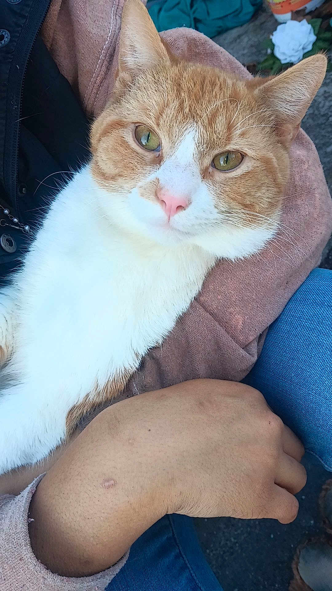 Chester Bob is registered to the contest to win money with this photo: cat, orange_cat, white_cat, pet, animal, resting, close_up, person, arm, sweater, jeans, outdoor, casual, comfort, feline, cute, green_eyes, fur, relaxation, human_hand